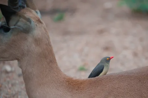 Zuid Afrika 3 — Zuid Afrika
